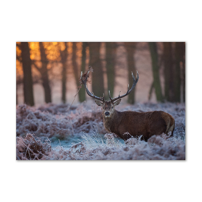 Bild auf glas Hirsche bei Sonnenaufgang