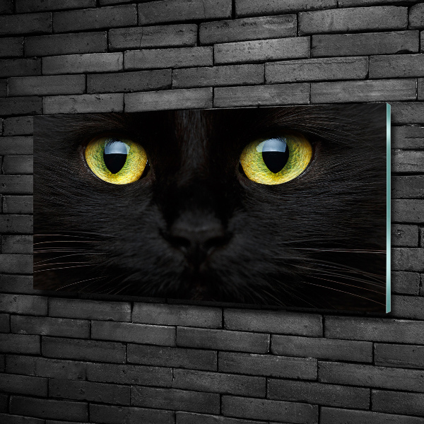 Glasbild Katzenaugen
