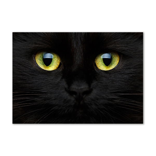 Glasbild Katzenaugen