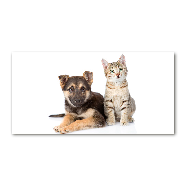 Foto glasbild Hund und Katze