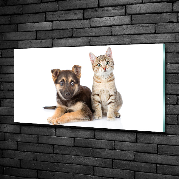 Foto glasbild Hund und Katze