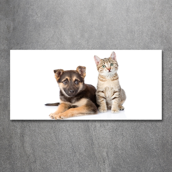 Foto glasbild Hund und Katze