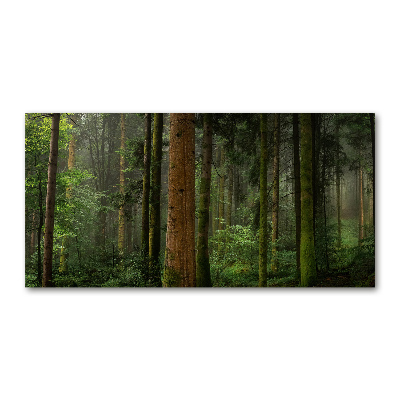 Glasbild Nebel im Wald