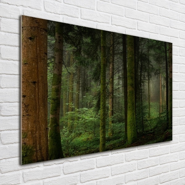 Glasbild Nebel im Wald