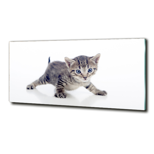Glasbild Kleine Katze