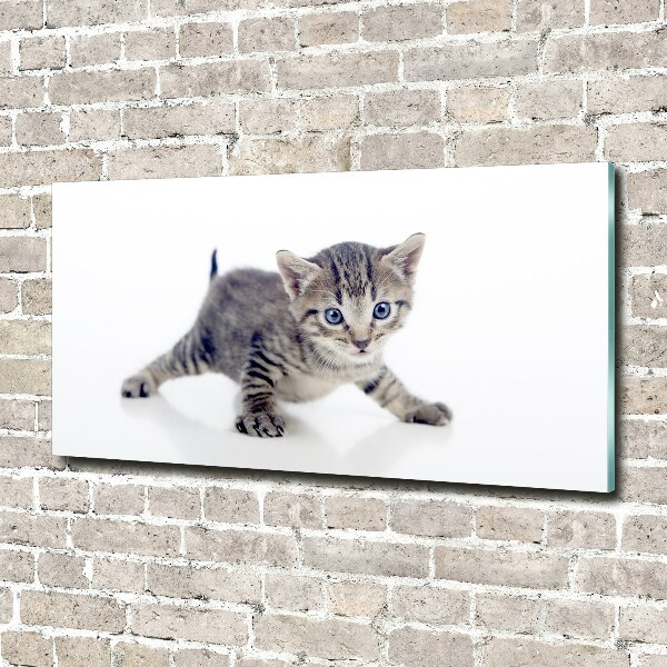 Glasbild Kleine Katze