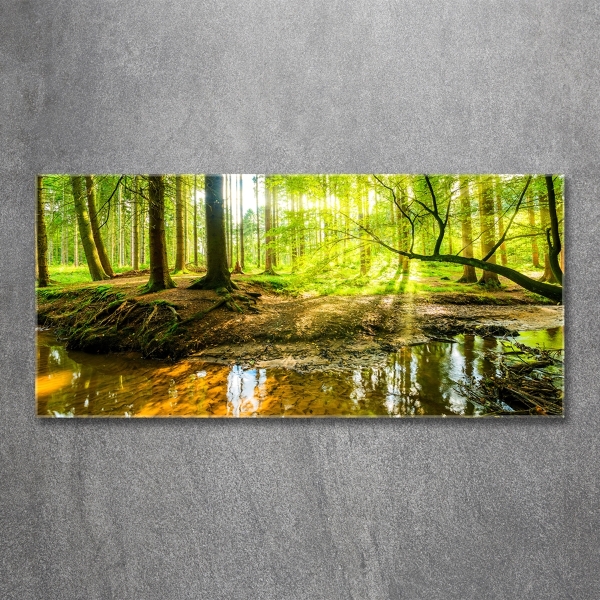 Glasbild Ein Teich im Wald