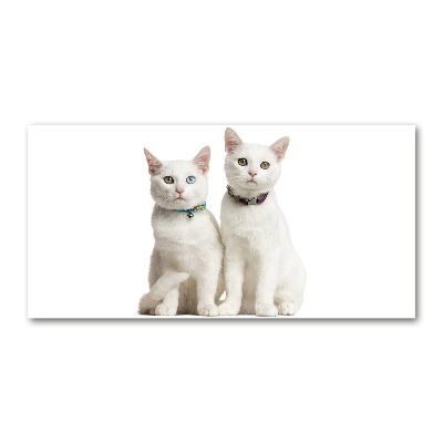 Foto glasbild Weiße Katzen