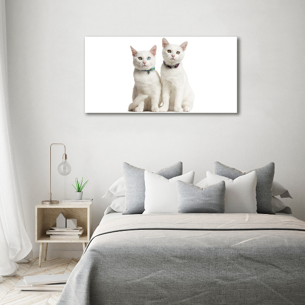 Foto glasbild Weiße Katzen