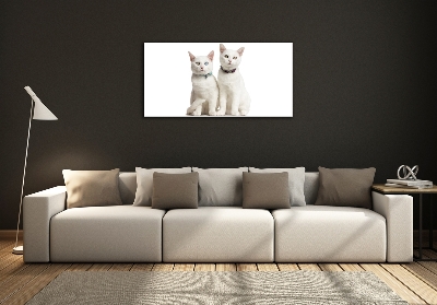 Foto glasbild Weiße Katzen
