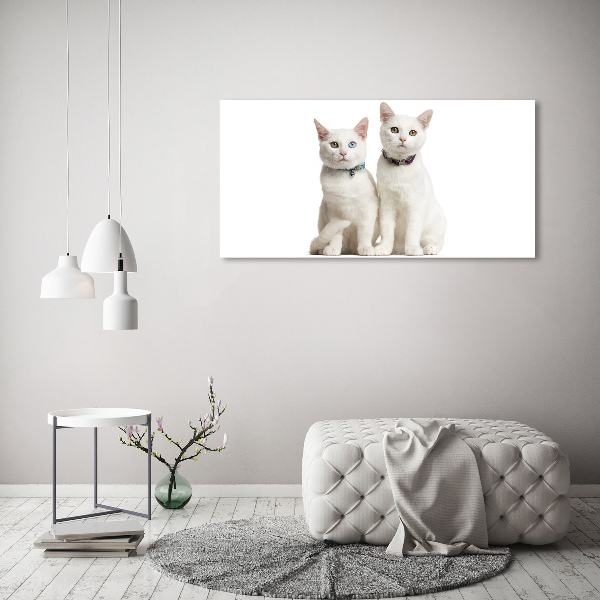 Foto glasbild Weiße Katzen