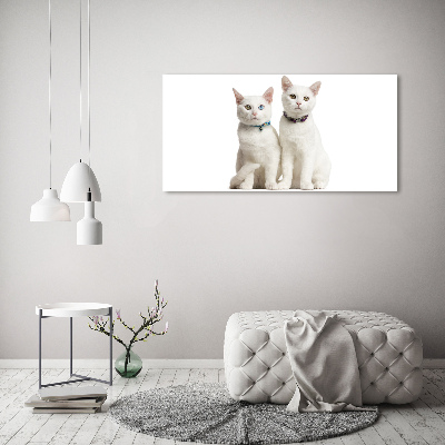 Foto glasbild Weiße Katzen