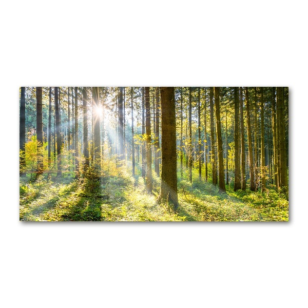 Bild auf glas Wald in der Sonne
