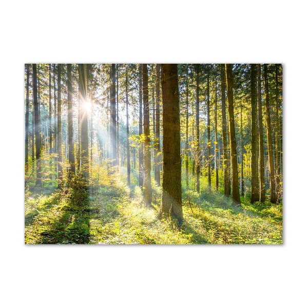 Bild auf glas Wald in der Sonne
