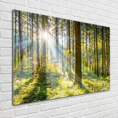 Bild auf glas Wald in der Sonne