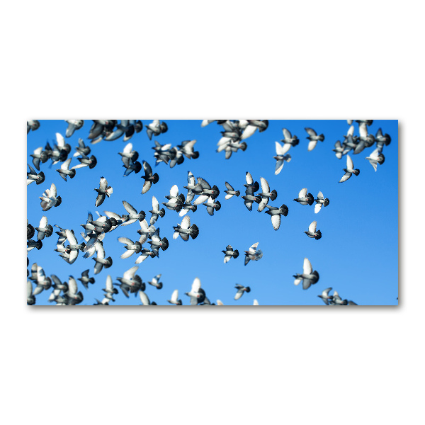 Bild auf glas Ein Schwarm Tauben