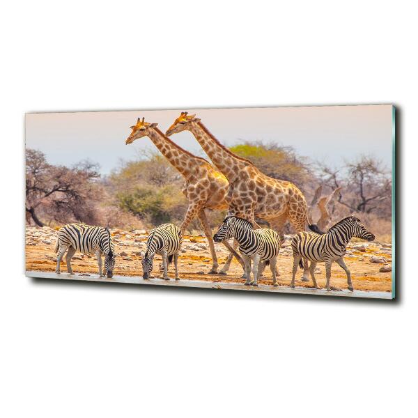 Glasbild Giraffen und Zebras