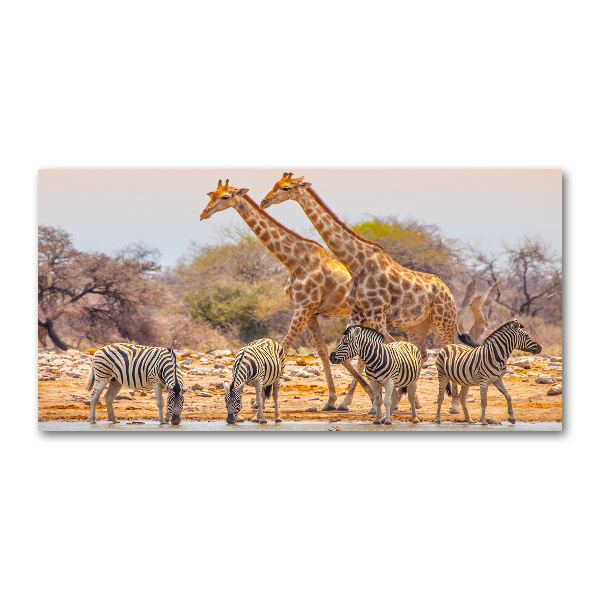 Glasbild Giraffen und Zebras