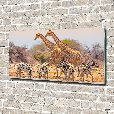 Glasbild Giraffen und Zebras