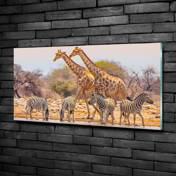 Glasbild Giraffen und Zebras