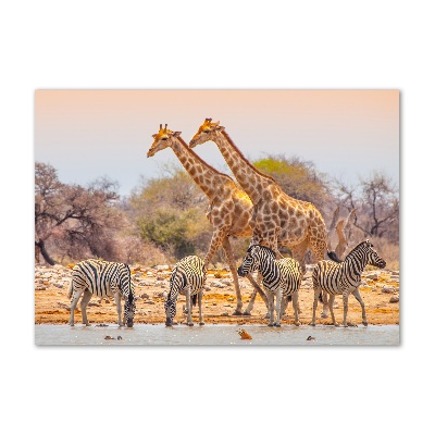 Glasbild Giraffen und Zebras