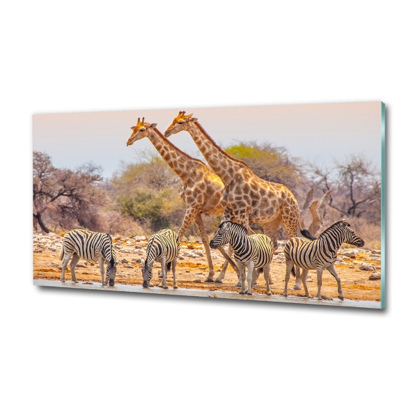 Glasbild Giraffen und Zebras