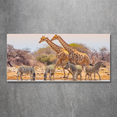 Glasbild Giraffen und Zebras