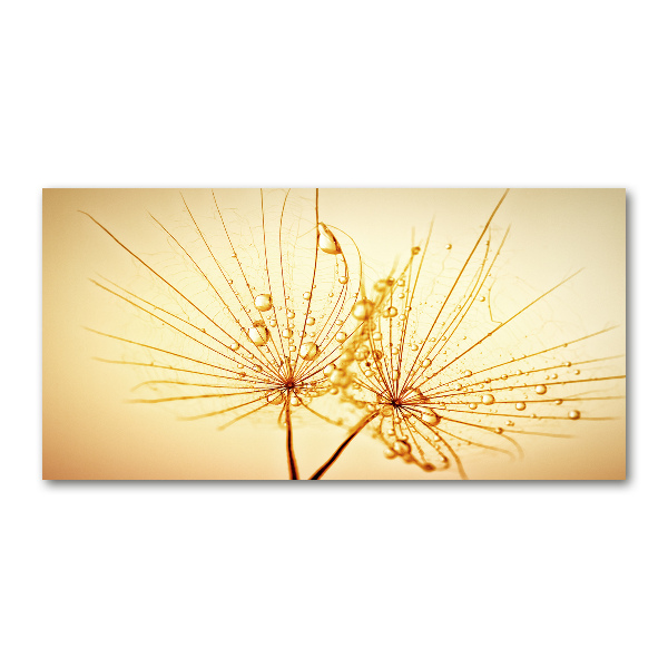 Foto glasbild Löwenzahnsamen