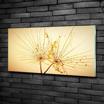 Foto glasbild Löwenzahnsamen