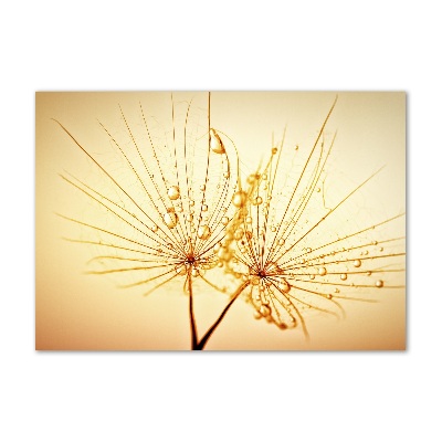 Foto glasbild Löwenzahnsamen