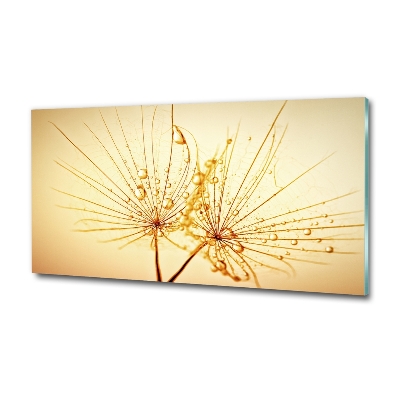 Foto glasbild Löwenzahnsamen