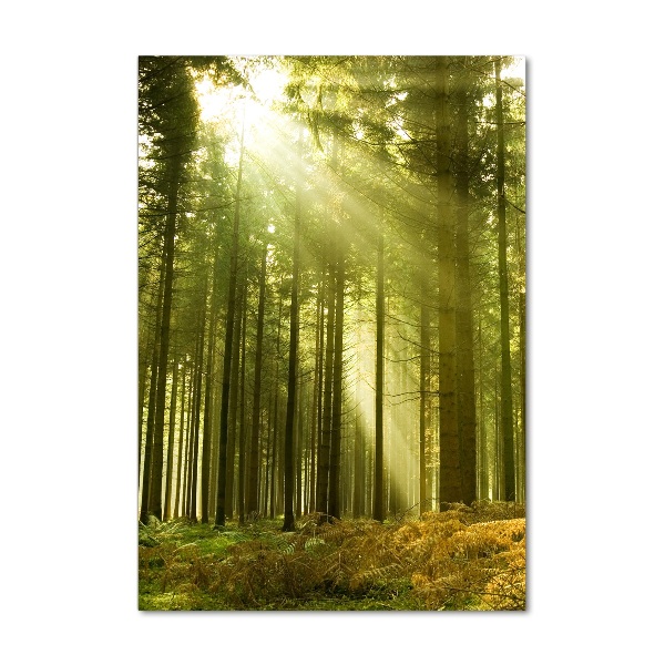 Glasbild vertikales Die Sonne im Wald