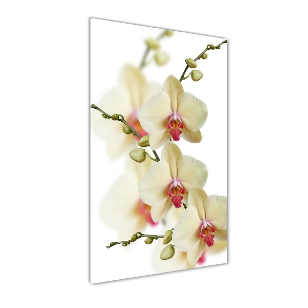 Glasbild vertikales Orchidee