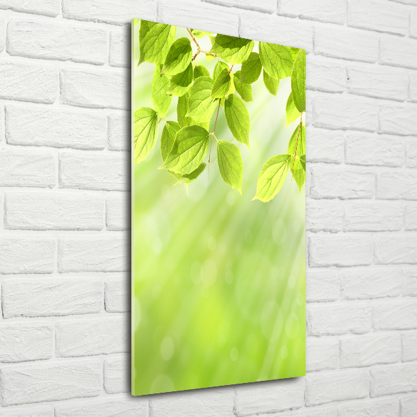 Foto auf glas vertikales Grüne Blätter