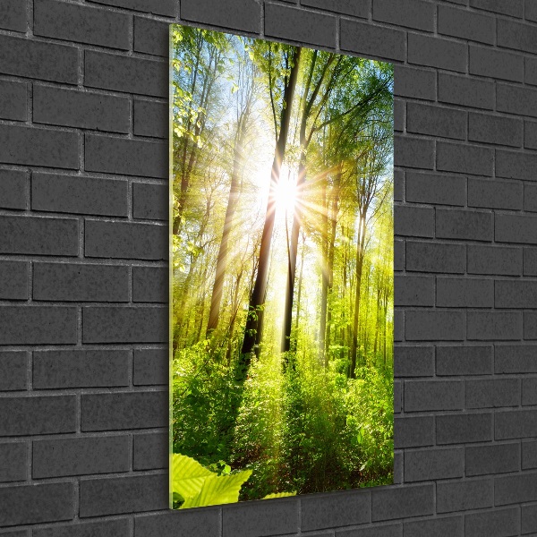 Glasbild vertikales Die Sonne im Wald