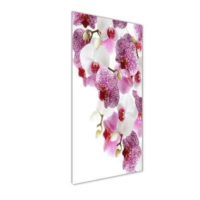 Glasbild vertikales Orchidee