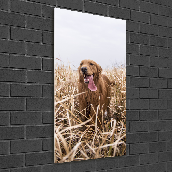 Foto auf glas vertikales Golden Retriever