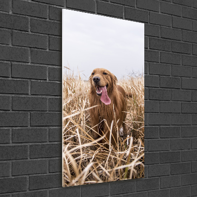 Foto auf glas vertikales Golden Retriever