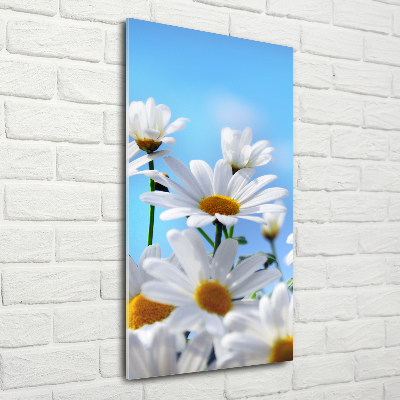 Bild aus glas vertikales Gänseblümchen