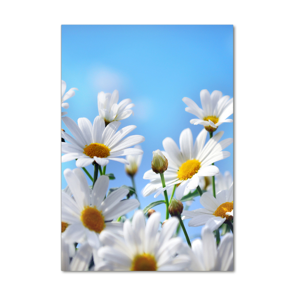 Bild aus glas vertikales Gänseblümchen