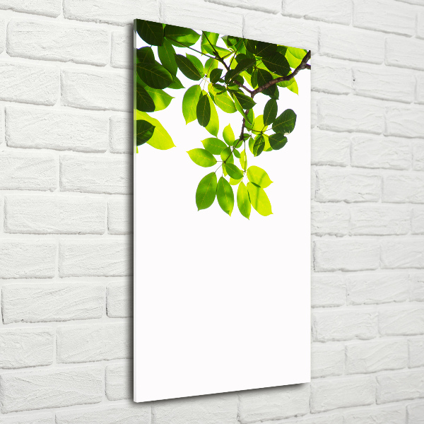 Bild aus glas vertikales Grüne Blätter