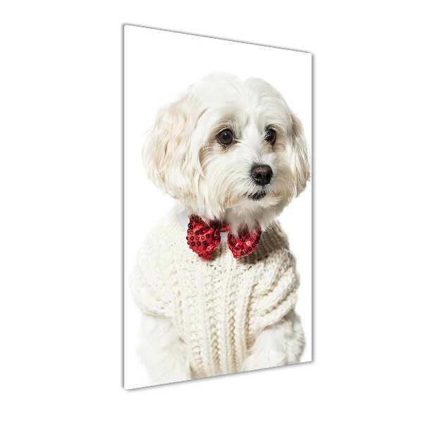 Bild aus glas vertikales Malteser mit Fliege