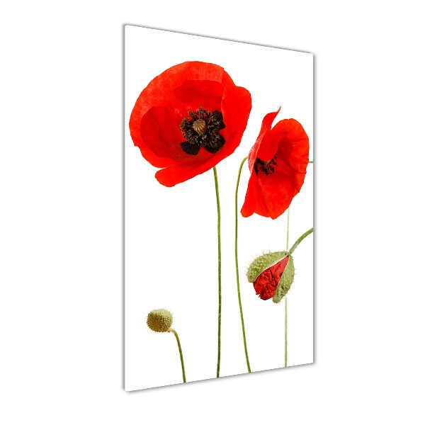 Foto auf glas vertikales Feldmohn