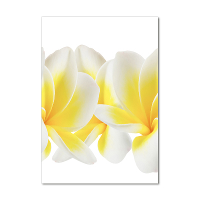 Foto auf glas vertikales Plumeria