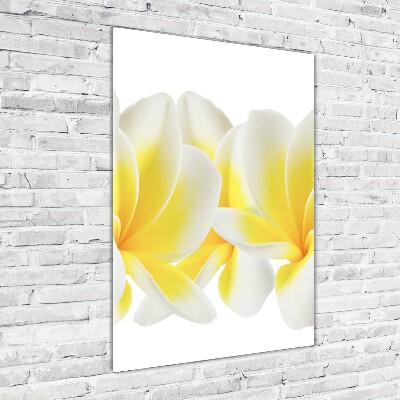 Foto auf glas vertikales Plumeria