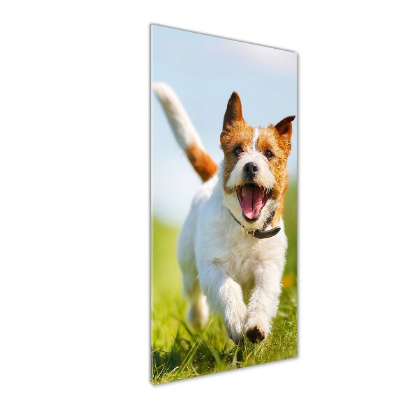 Bild aus glas vertikales Jack Russell Terrier
