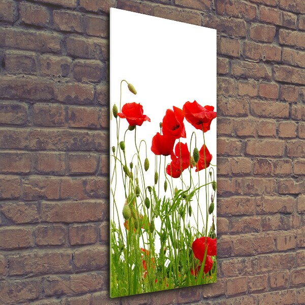 Glasbild vertikales Feldmohn