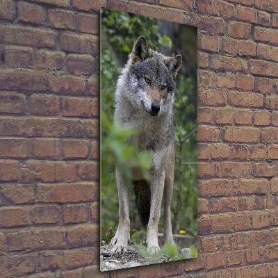 Bild aus glas vertikales Wolf im Wald