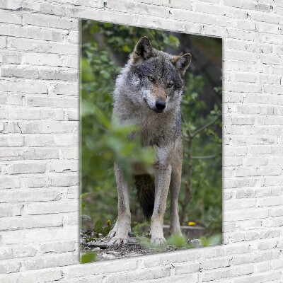 Bild aus glas vertikales Wolf im Wald