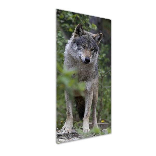 Bild aus glas vertikales Wolf im Wald